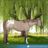 Horse Color:Liver Red Dun Varnish Brindle 