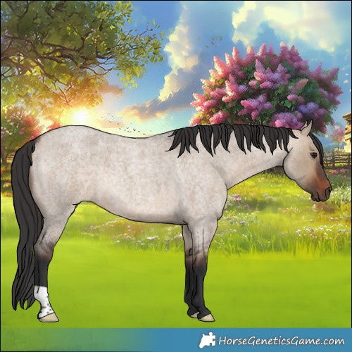 Horse Color:Brown Roan Dun 