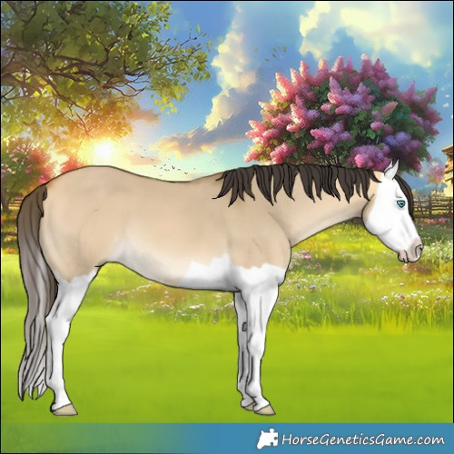 Horse Color:Buckskin Dun Splash 
