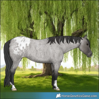 Horse Color:Grullo Roan Varnish