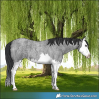Horse Color:Blue Roan Splash