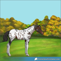 Horse Color:Brown Tobiano Appaloosa 