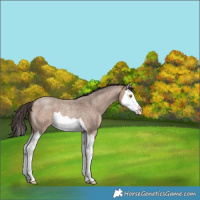 Horse Color:Sable Champagne Roan Splash 
