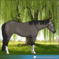 Horse Color:Gray Grullo 