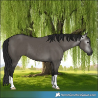 Horse Color:Gray Grullo