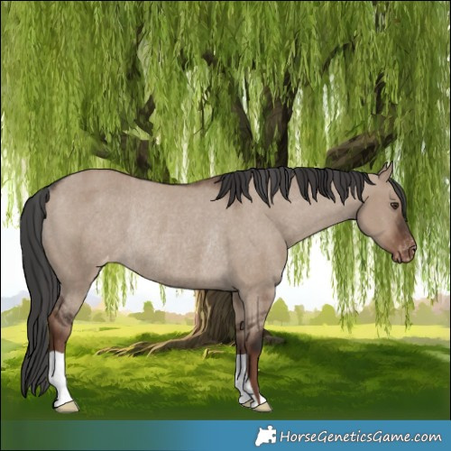 Horse Color:Liver Red Dun Appaloosa Rabicano 