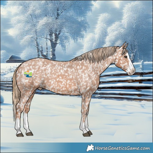Horse Color:Chestnut Sabino Splash Appaloosa 