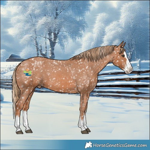 Horse Color:Chestnut Sabino Splash Appaloosa 