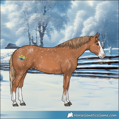 Horse Color:Chestnut Sabino Splash Appaloosa 