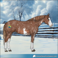 Horse Color:Chestnut Sabino Splash Snowflake Varnish