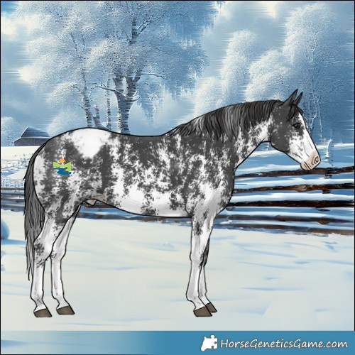 Horse Color:Black Sabino Splash Appaloosa 