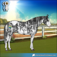 Horse Color:Black Sabino Splash Snowcap
