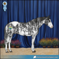 Horse Color:Black Sabino Splash Snowcap