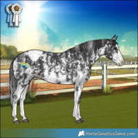 Horse Color:Black Sabino Splash Snowcap 