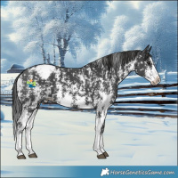 Horse Color:Black Sabino Splash Snowcap
