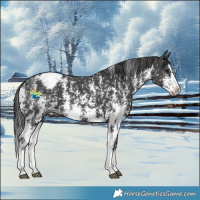 Horse Color:Black Sabino Splash Appaloosa 
