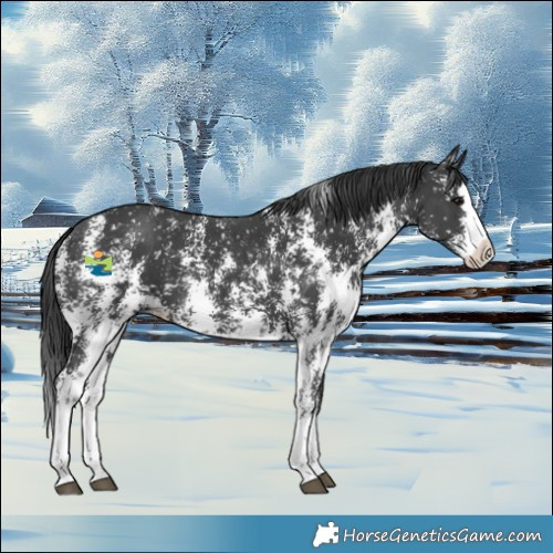 Horse Color:Black Sabino Splash Appaloosa 