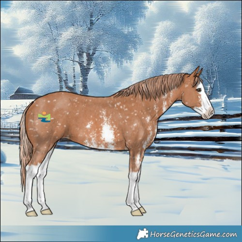 Horse Color:Chestnut Sabino Splash Appaloosa 