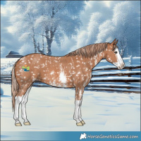 Horse Color:Chestnut Sabino Splash Snowflake Varnish