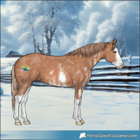 Horse Color:Chestnut Sabino Splash Snowflake Varnish