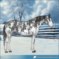 Horse Color:Black Sabino Splash Snowflake Varnish