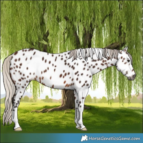 Horse Color:Gray Silver Bay Appaloosa 