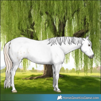 Horse Color:Gray Palomino Dun Splash Tobiano Appaloosa