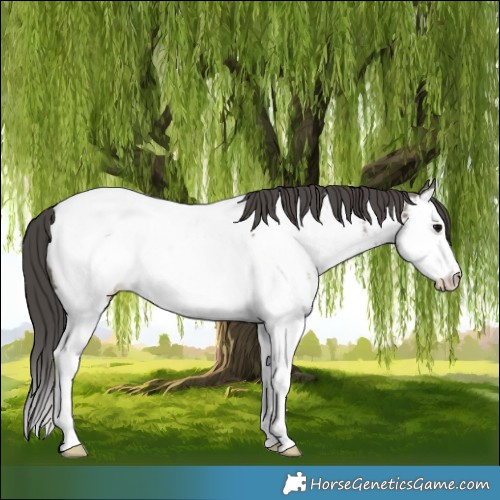 Horse Color:Grullo Splash Appaloosa 