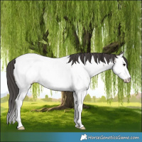 Horse Color:Grullo Splash Near Fewspot