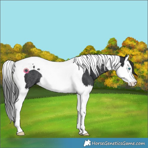 Horse Color:Black Splash Tobiano Rabicano 