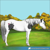 Horse Color:Black Splash Tobiano Rabicano 