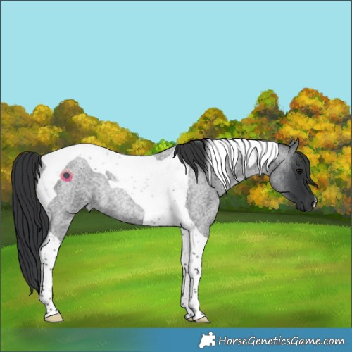 Horse Color:Blue Roan Tobiano Rabicano 
