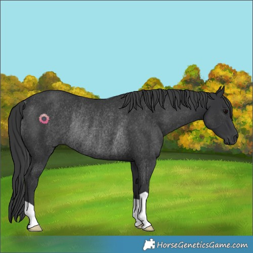 Horse Color:Black Rabicano 
