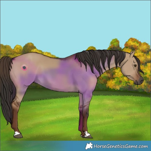 Horse Color:Gray Liver Red Dun 