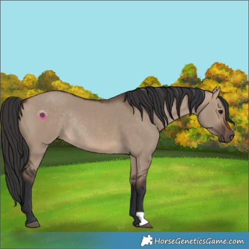 Horse Color:Brown Dun Rabicano