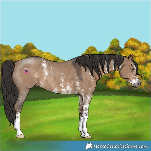 Horse Color:Gray Liver Red Dun Sabino Rabicano 