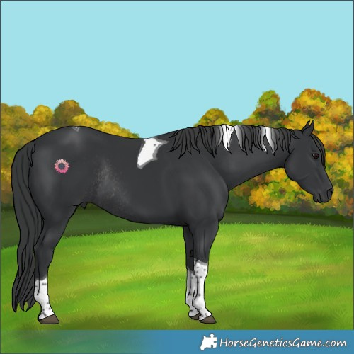 Horse Color:Black Tobiano Rabicano 