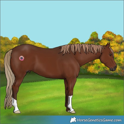 Horse Color:Gray Chestnut 