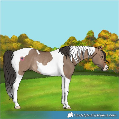 Horse Color:Brown Dun Tobiano Rabicano 