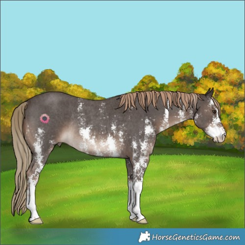 Horse Color:Liver Chestnut Sabino Rabicano 