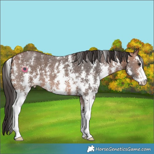 Horse Color:Bay Sabino 
