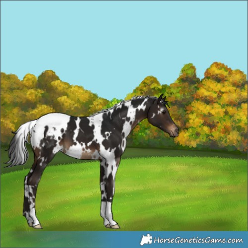 Horse Color:Gray White Spotted Brown Appaloosa 