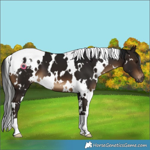 Horse Color:Gray White Spotted Brown Varnish 