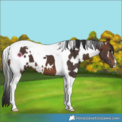 Horse Color:White Spotted Brown Tobiano
