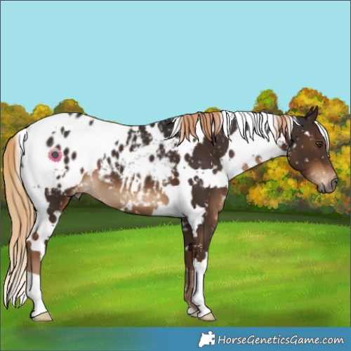 Horse Color:Gray White Spotted Liver Chestnut Snowflake Varnish 