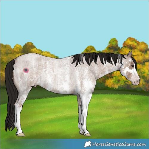 Horse Color:Gray Classic Champagne Roan Sabino Rabicano 