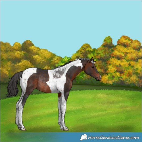 Horse Color:Brown Tobiano Rabicano 