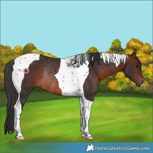 Horse Color:Brown Tobiano Rabicano 