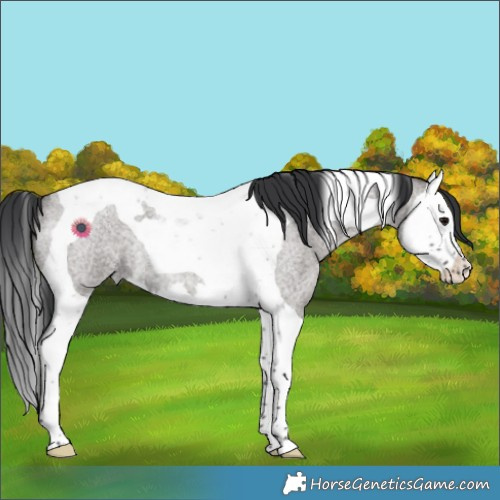Horse Color:Grullo Roan Splash Tobiano Rabicano 