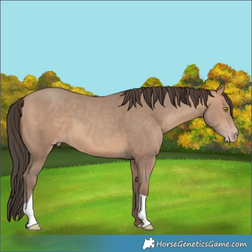 Horse Color:Sable Champagne 